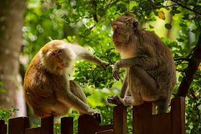 © Koert van Riemsdijk / Adobe Stock - Singes - Thaïlande Singes - Thaïlande
