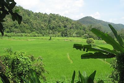 © Bruno Roucou - Région de Chiang Mai - Thaïlande Région de Chiang Mai - Thaïlande