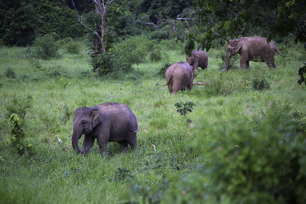 Image Randonnées villages Karen - Safari éléphants Khao Yai - temples Chiang Mai