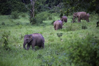 Éléphants - Thaïlande