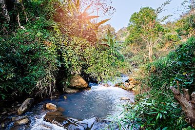 Forêt tropicale - province de Chiang Mai - Thaïlande