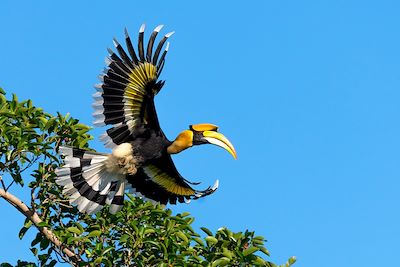 © Joesayhello / iStock - Calao - Parc National Khao Yai - Thaïlande Calao - Parc National Khao Yai - Thaïlande