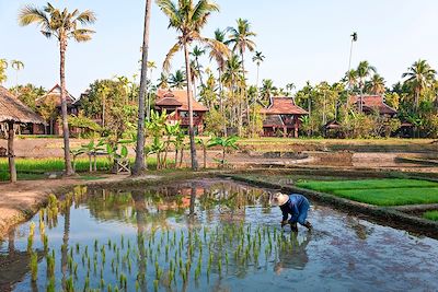 Rizières près de Chiang Mai - Thaïlande