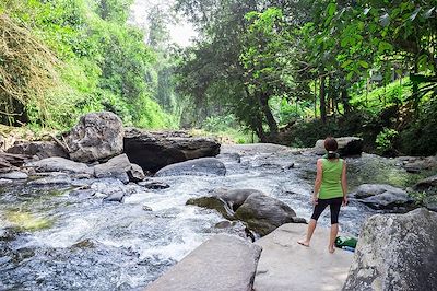 © FredFroese / iStock - Forêt tropicale - Province de Chiang Maï - Thaïlande Forêt tropicale - Province de Chiang Maï - Thaïlande