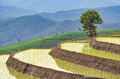 © DoctorEgg / iStock - Rizière - Province de Chiang Mai - Thaïlande Rizière - Province de Chiang Mai - Thaïlande
