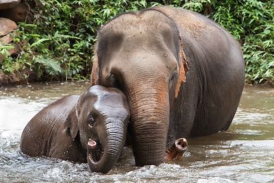© santirf / iStock - Bain des éléphants - Thailande Bain des éléphants - Thailande