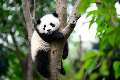 © Young777 / iStock - Panda - Chengdu - Chine Panda - Chengdu - Chine