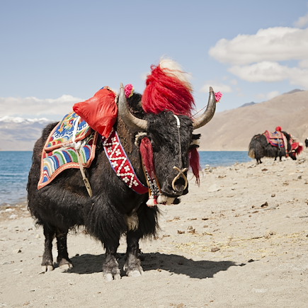 Découverte Tibet