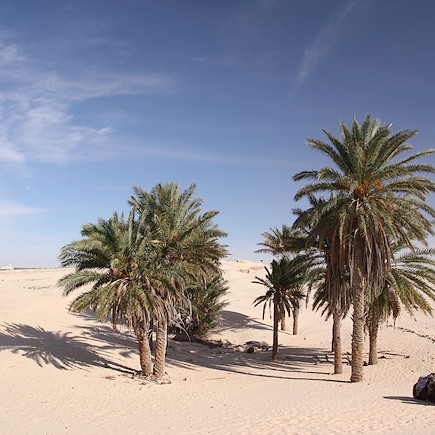 Randonnée avec chameau Tunisie