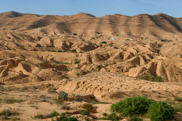 Voyage à dos de chameau - Oasis et dunes du Grand Erg oriental