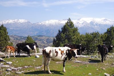 Vaches - Entre Kesme et Kasimlar - Turquie