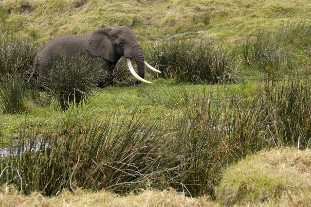 Eléphant dans la réserve du Selous