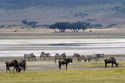 Troupeau de gnous et de zèbres dans le cratère du Ngorongoro - Tanzanie