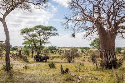 Eléphants - Parc national du Tarangire - Tanzanie