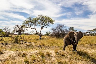 Eléphant - Parc national du Tarangire - Tanzanie