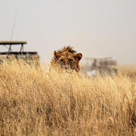 Safari Tanzanie Ngorongoro