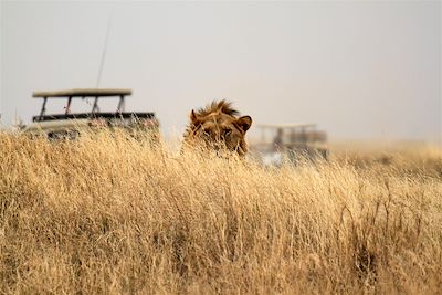 Lion au parc du Serengeti - Tanzanie