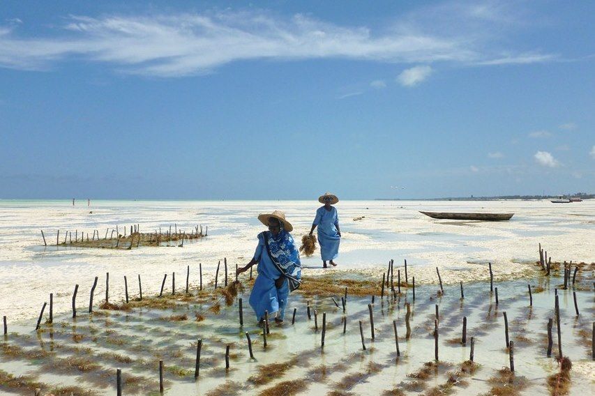 Phycoculture à Zanzibar - Tanzanie