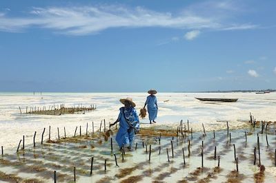 Phycoculture à Zanzibar - Tanzanie