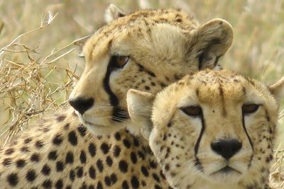 Safari - Parc national du Serengeti - Tanzanie