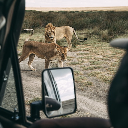 Safari Tanzanie Ngorongoro