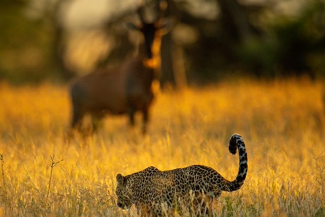Voyage Safari en Tanzanie et rêveries à Zanzibar 