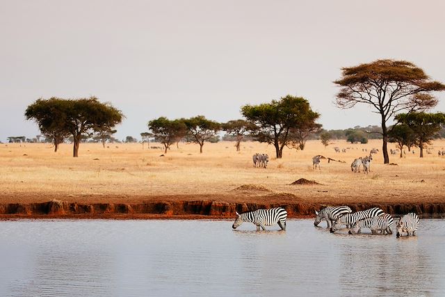 Voyage Safari en Tanzanie et rêveries à Zanzibar 