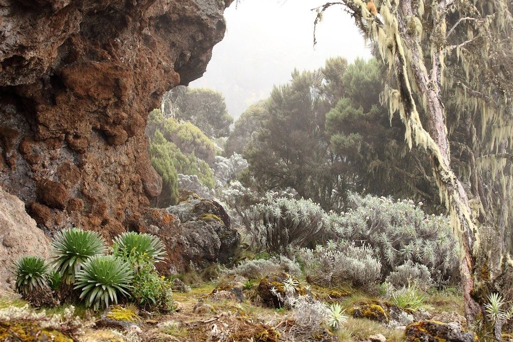 Voyage Au sommet du Kilimandjaro (5895m) 1