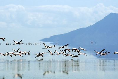 Flamants roses sur le lac Natron - Tanzanie
