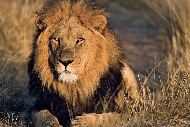 Voyage : Spécial grande migration du Serengeti Voyage Spécial grande migration du Serengeti