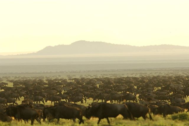 Voyage : Spécial grande migration du Serengeti Voyage Spécial grande migration du Serengeti