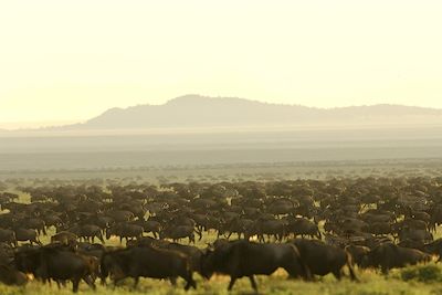 Voyage Spéciale grande migration du Serengeti 3