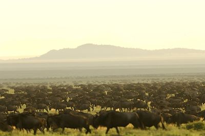 Sanctuary Serengeti Migration Camp - Serengeti - Camps Mobiles - Tanzanie