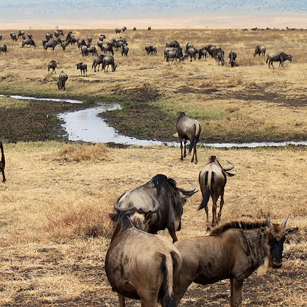 Safari Tanzanie Parcs Nationaux du Nord