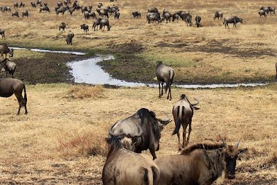 Gnous du N'Gorongoro - Tanzanie