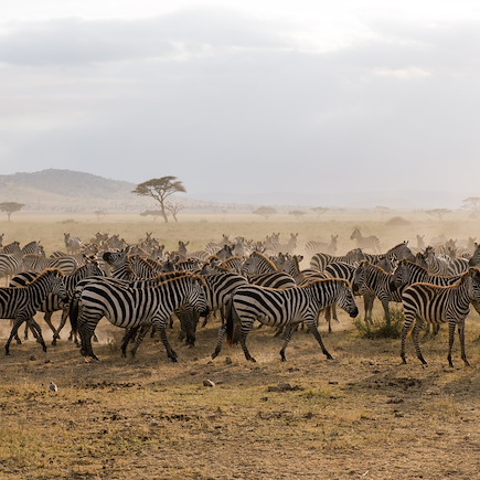 Safari Tanzanie Parcs Nationaux du Nord