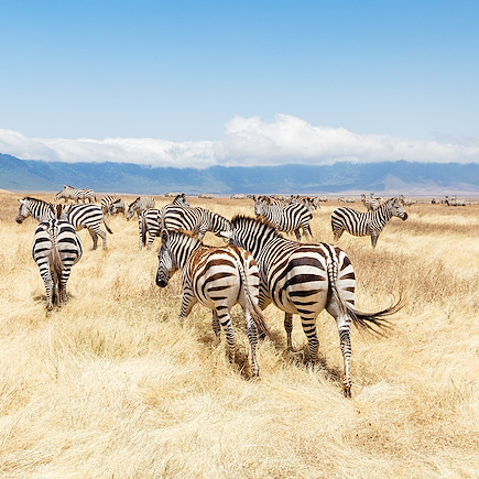 Safari Tanzanie Parcs Nationaux du Nord