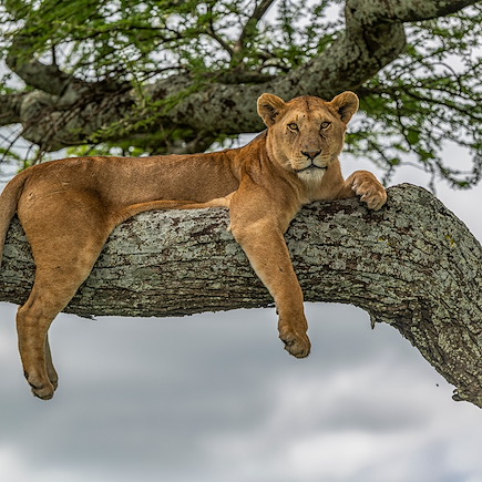 Safari Tanzanie Parcs Nationaux du Nord