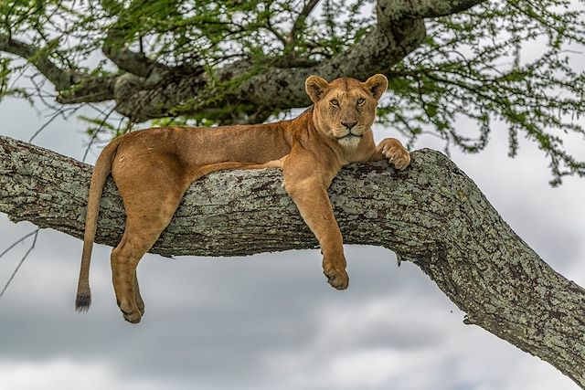 Voyage Spécial grande migration du Serengeti
