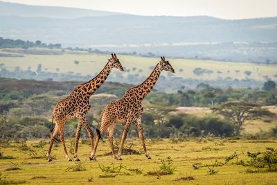 Girafes - Serengeti - Tanzanie