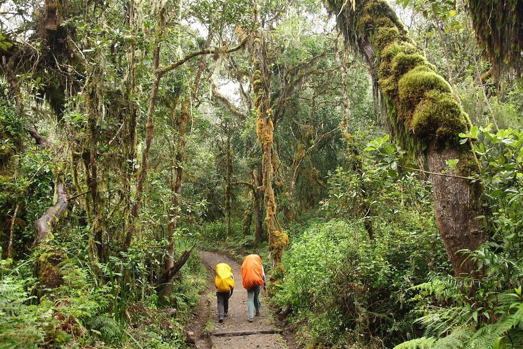 Voyage Kilimandjaro, voie Machame (5895m) 1