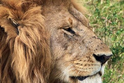 Voyage Aventure en famille, savane et Ile aux Epices 3