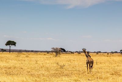 Girafe - Tanzanie