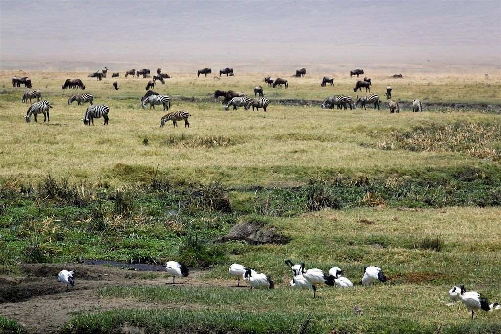 Voyage Trilogie dans les parcs et découverte de Zanzibar 2