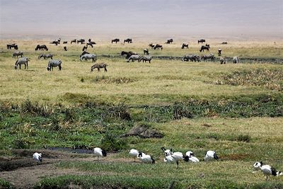 Zèbres et buffles - Cratère du Ngorongoro - Tanzanie