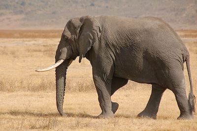 Éléphant - Tanzanie
