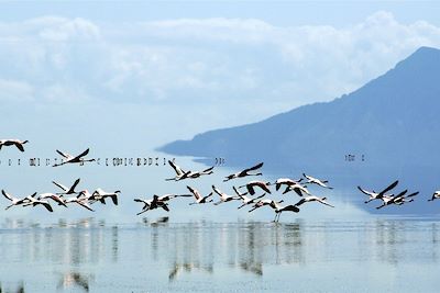 © Yann Guiguen - Flamants roses sur le lac Natron - Tanzanie Flamants roses sur le lac Natron - Tanzanie