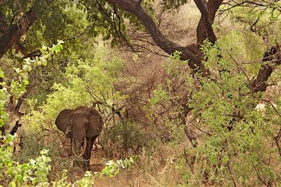 © Aminata Konte - Parc national du lac Manyara - Vallée du Rift - Région d'Arusha - Tanzanie Parc national du lac Manyara - Vallée du Rift - Région d'Arusha - Tanzanie