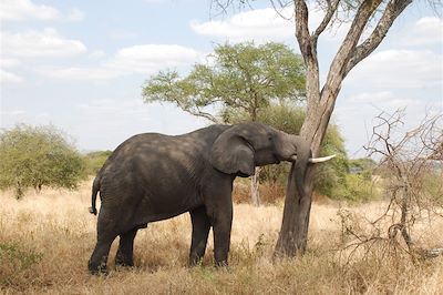 © Virginie Vincent - Parc national de Tarangire - région de Manyara - Tanzanie Parc national de Tarangire - région de Manyara - Tanzanie
