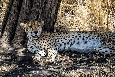 © Fabien Guenzi - Guépard - Tanzanie Guépard - Tanzanie